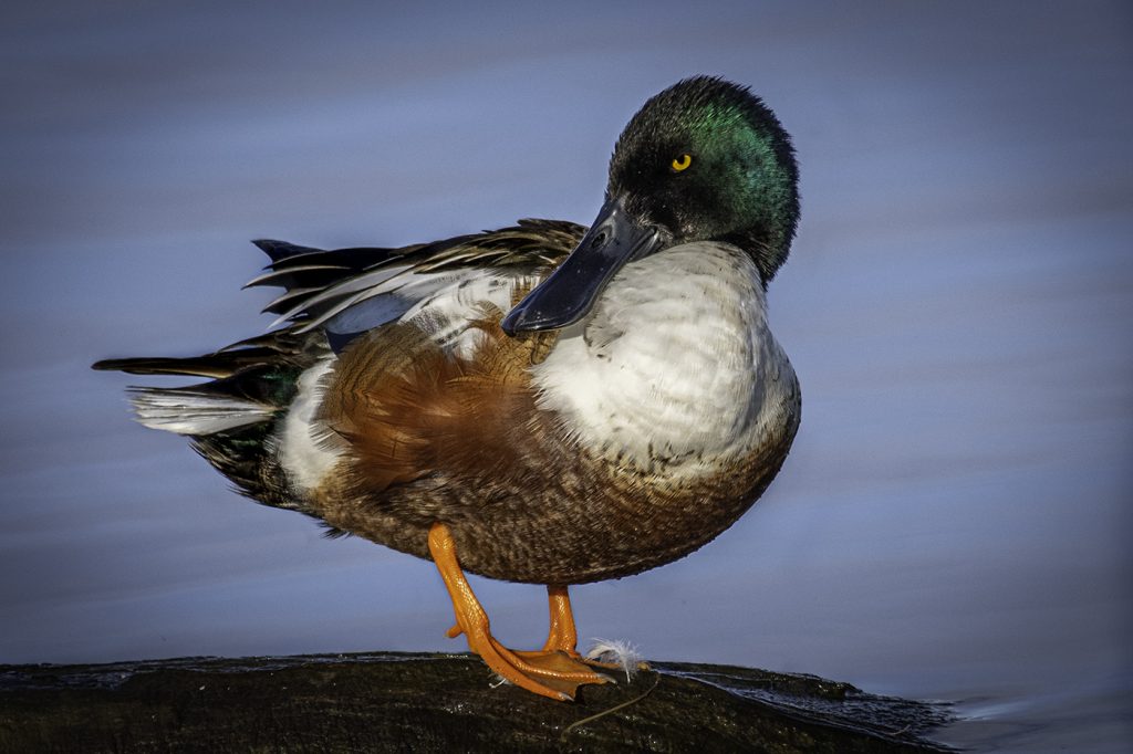 Relaxed Shoveler - George Peterson